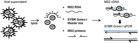 q-pert assay|reverse transcriptase activity assay.